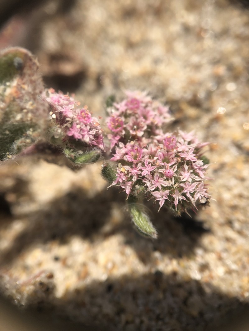 Monterey Spineflower photo 3