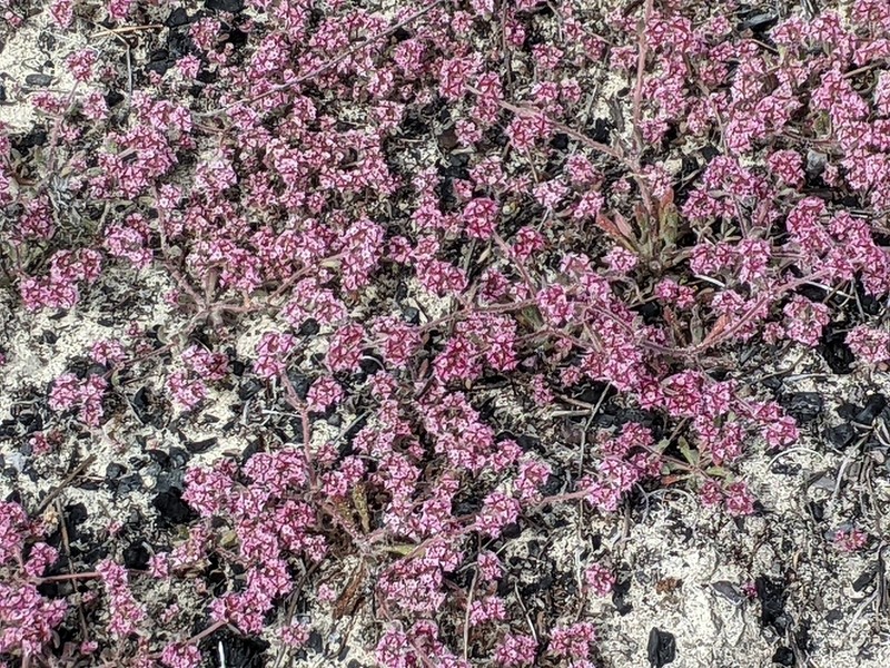 Monterey Spineflower photo 4