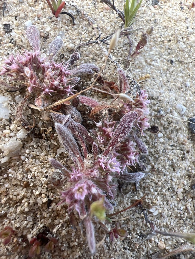 Monterey Spineflower photo 5