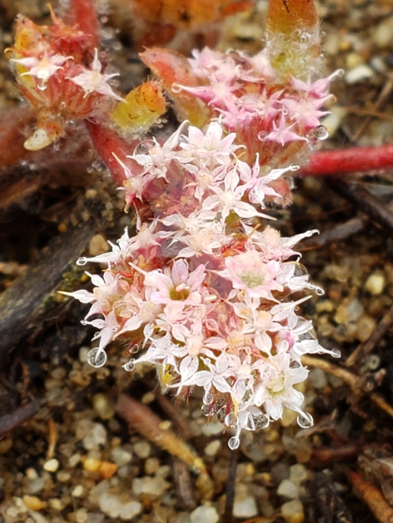 Monterey Spineflower photo 6