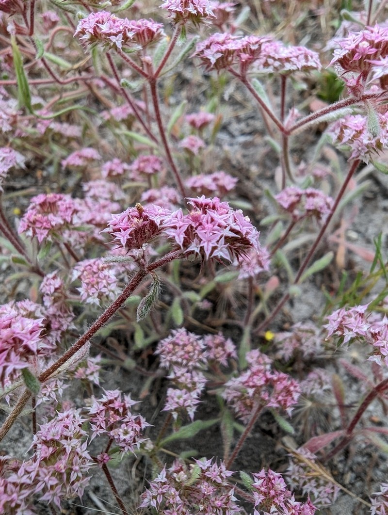 Monterey Spineflower photo 7