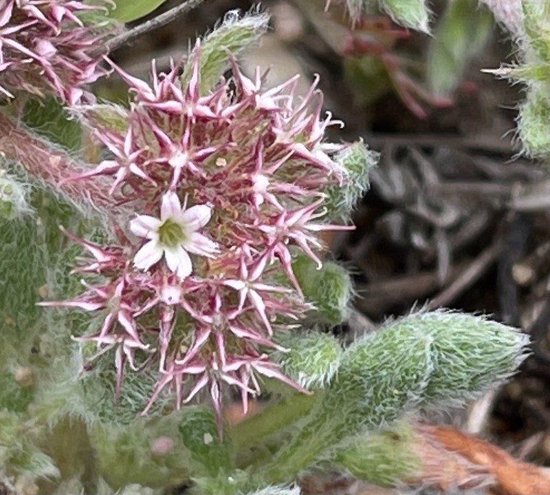 Monterey Spineflower photo 8
