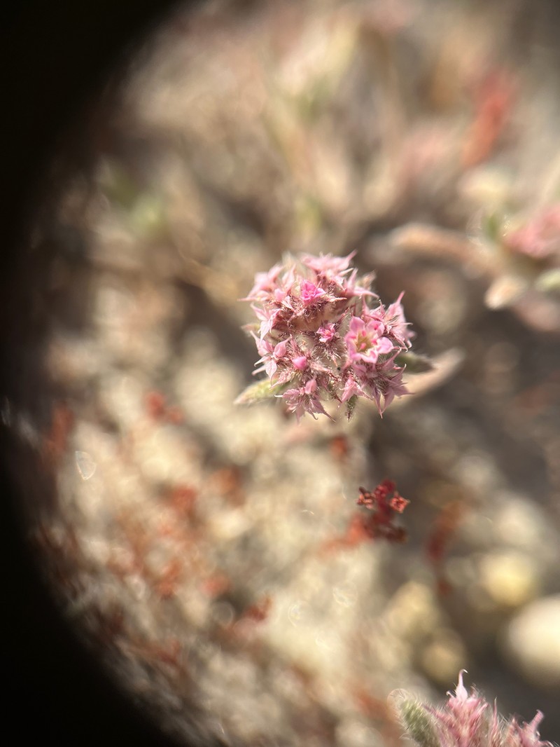 Chorizanthe pungens var. hartwegiana