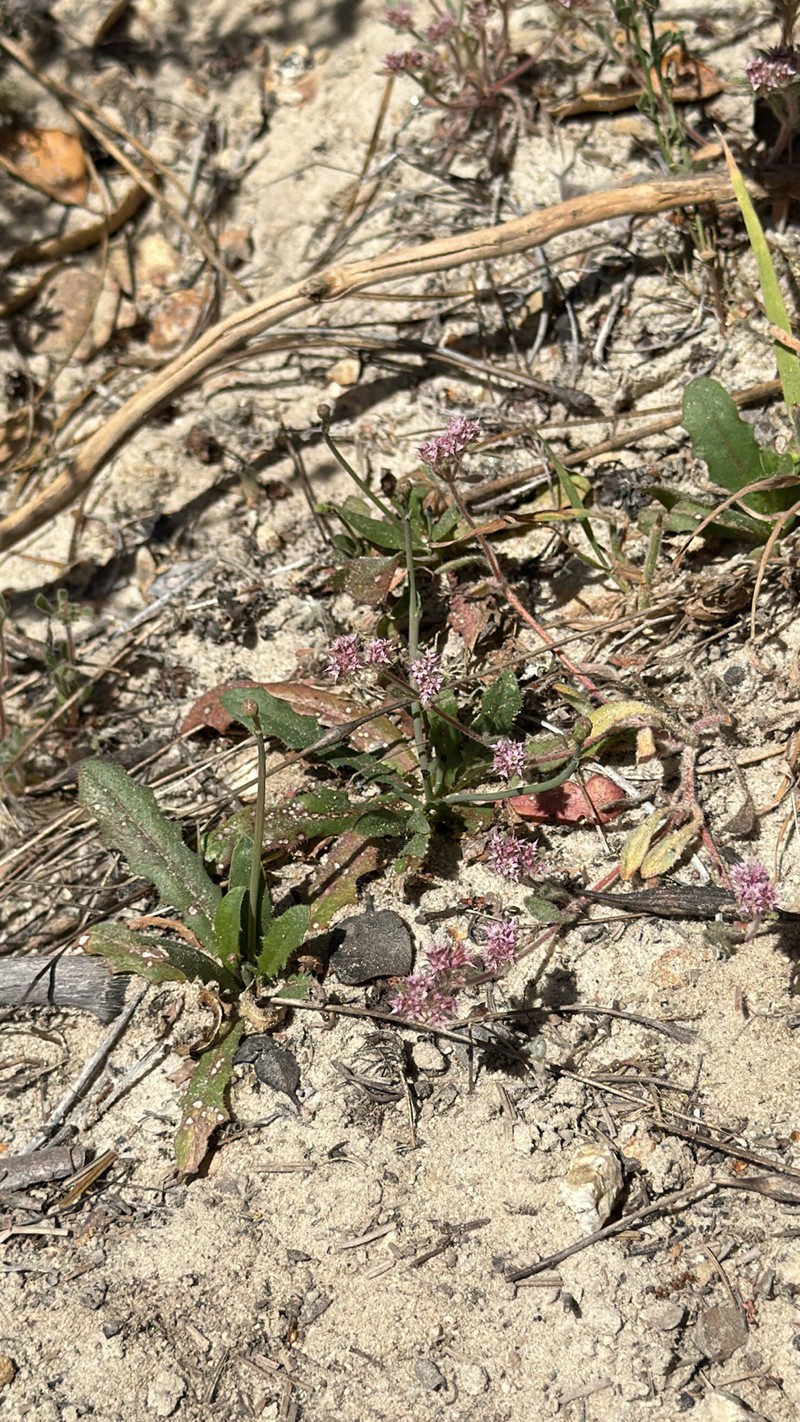 Chorizanthe pungens var. hartwegiana photo 2