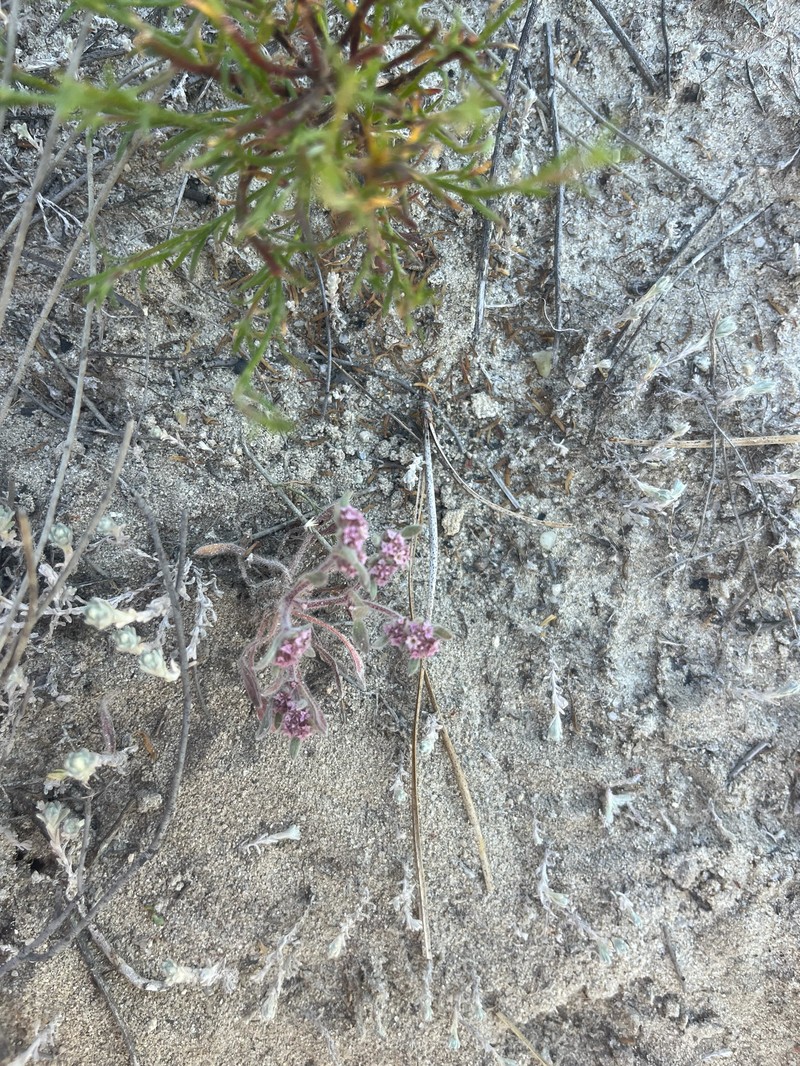 Chorizanthe pungens var. hartwegiana photo 3
