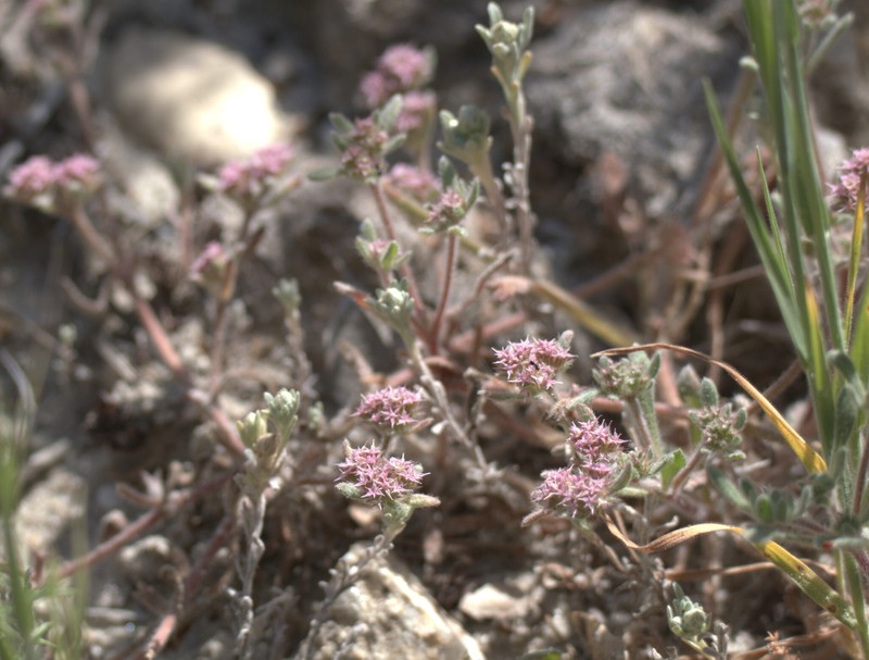 Chorizanthe pungens var. hartwegiana photo 4