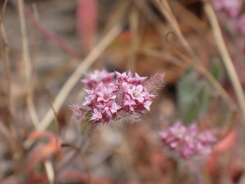 Chorizanthe pungens var. hartwegiana photo 5