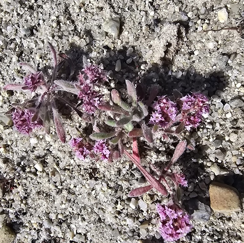 Chorizanthe pungens var. hartwegiana photo 6