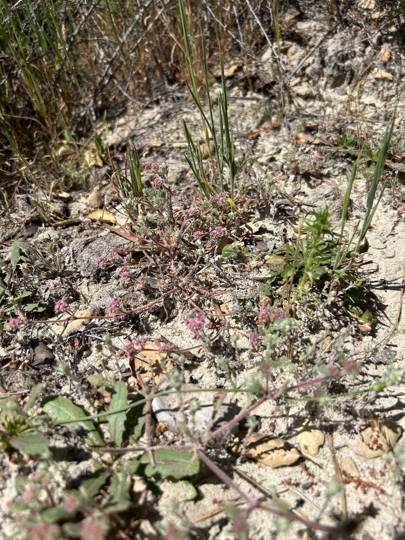 Chorizanthe pungens var. hartwegiana photo 7
