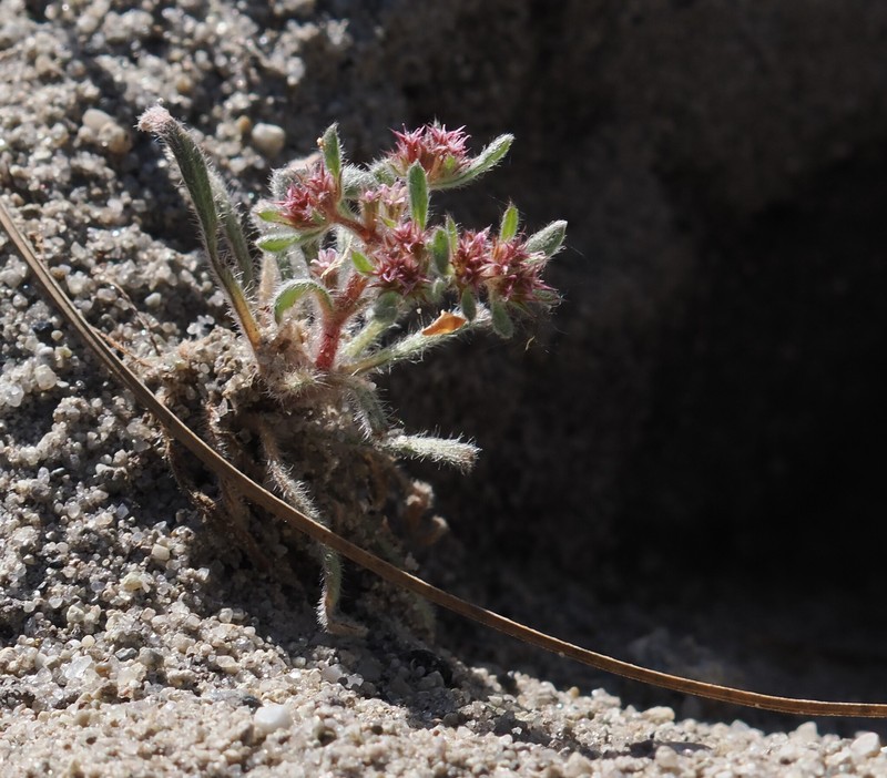 Chorizanthe pungens var. hartwegiana photo 8