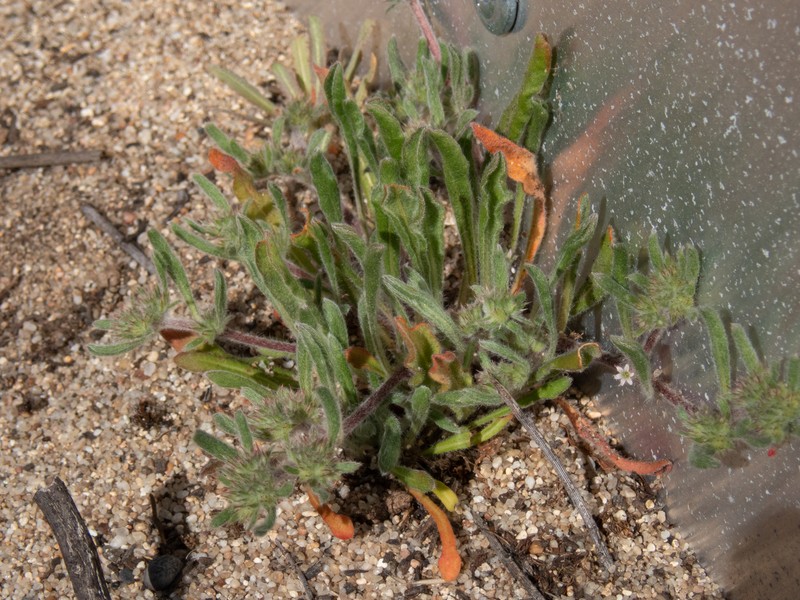 Chorizanthe pungens var. pungens