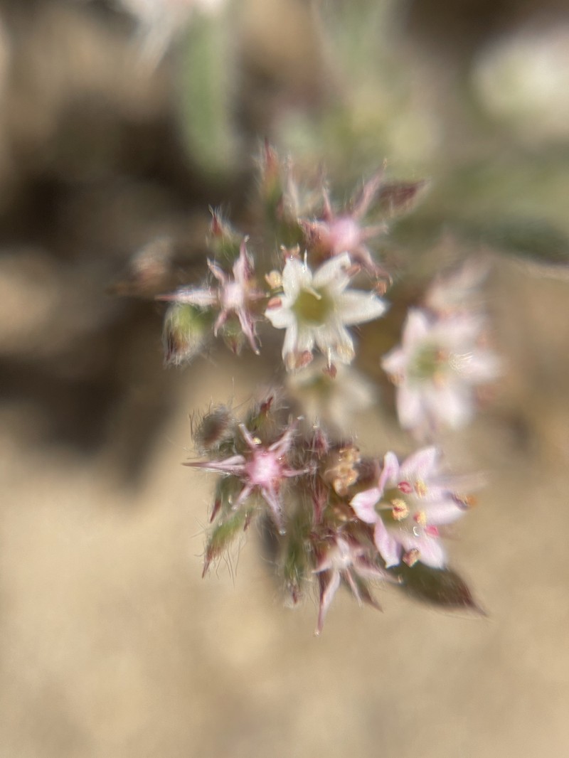 Chorizanthe pungens var. pungens photo 2
