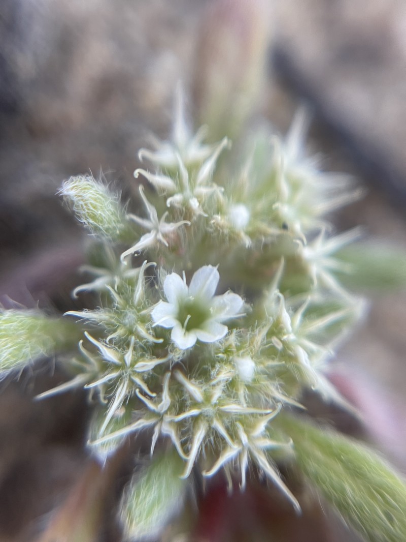 Chorizanthe pungens var. pungens photo 3