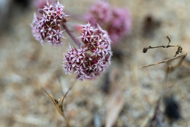 Chorizanthe pungens var. pungens photo 4