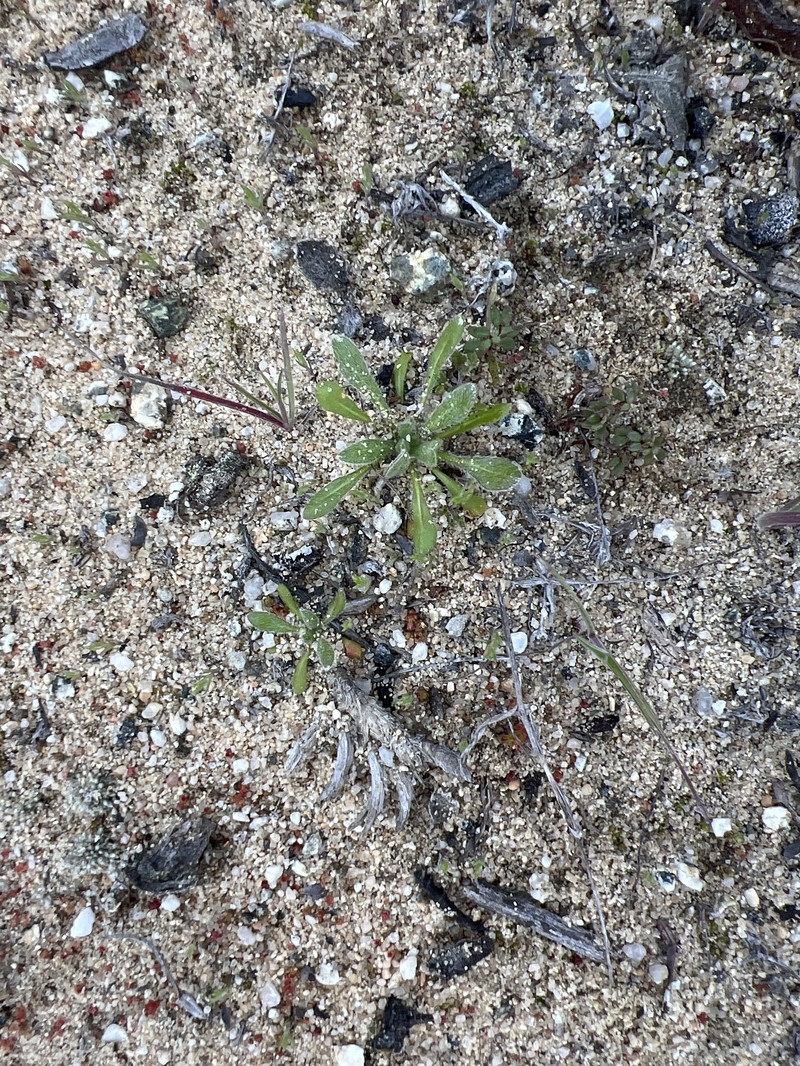 Chorizanthe pungens var. pungens photo 5