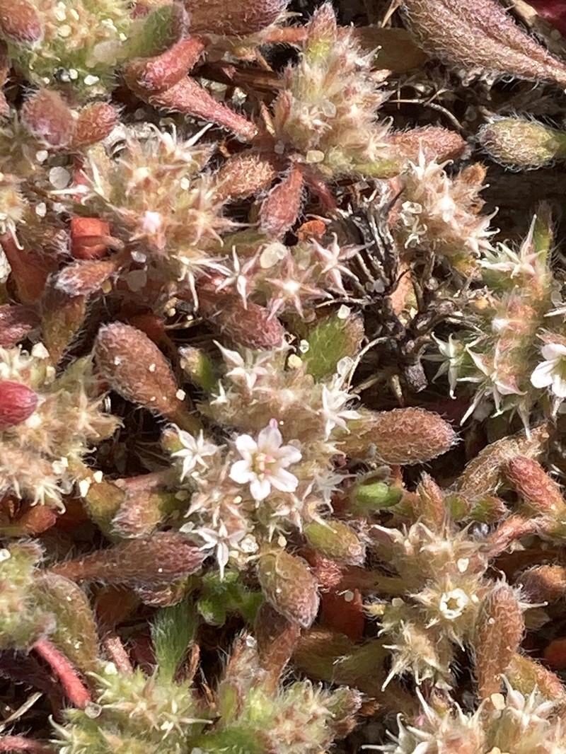 Chorizanthe pungens var. pungens photo 6
