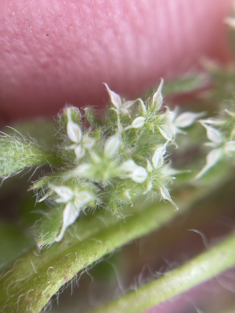 Chorizanthe pungens var. pungens photo 7