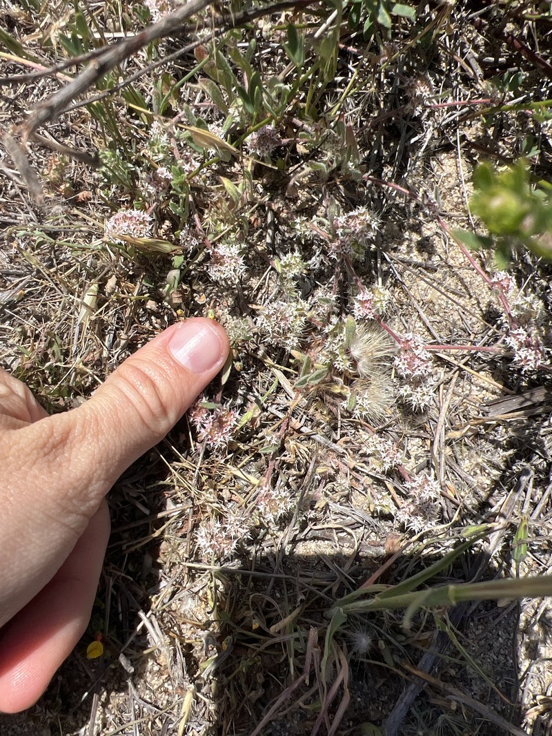 Chorizanthe pungens var. pungens photo 8
