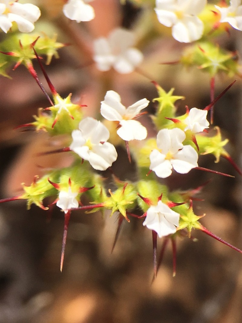 Prickly Spineflower