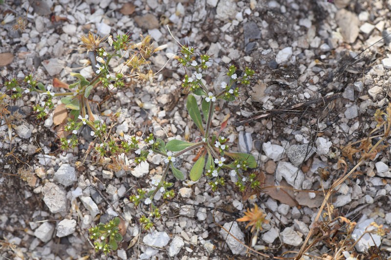 Prickly Spineflower photo 2