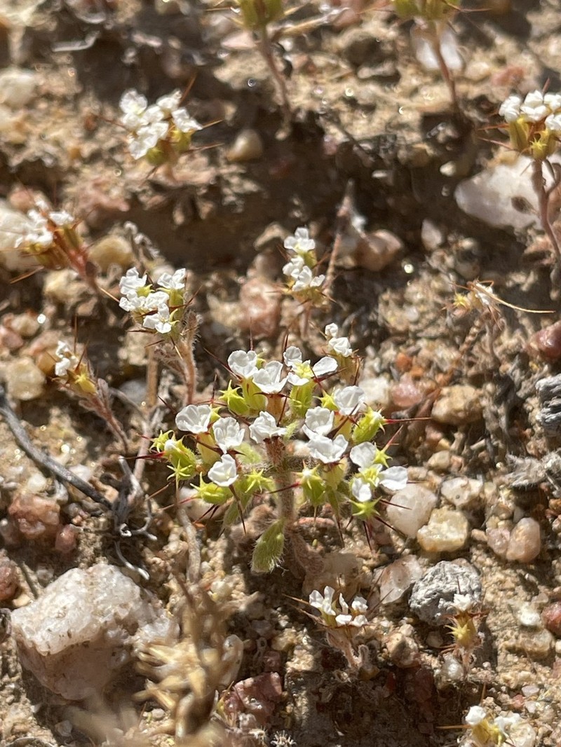 Prickly Spineflower photo 4