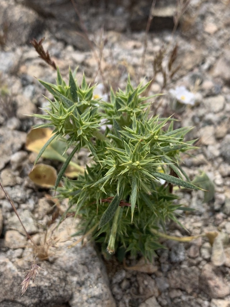 Devil's Spineflower