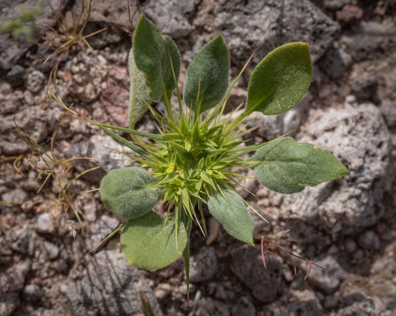 Devil's Spineflower photo 2