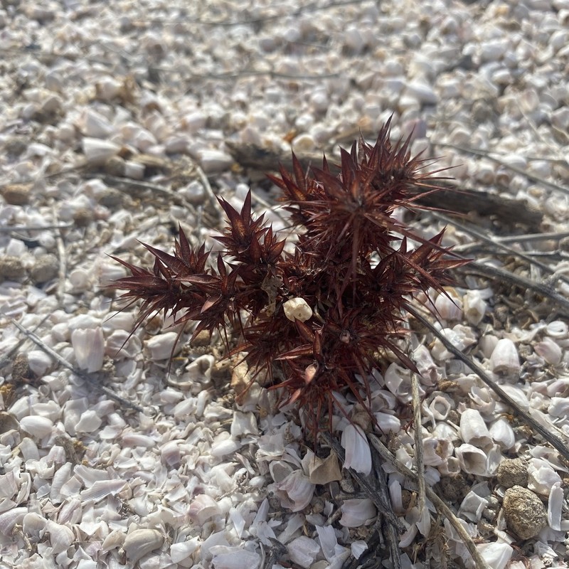 Devil's Spineflower photo 3