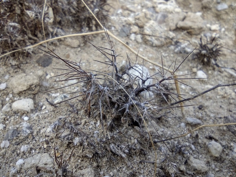 Devil's Spineflower photo 4