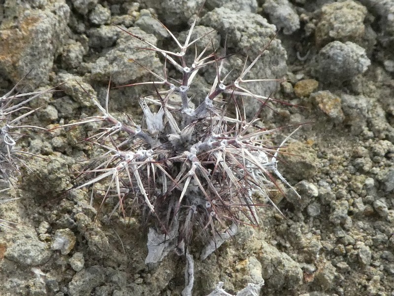 Devil's Spineflower photo 5