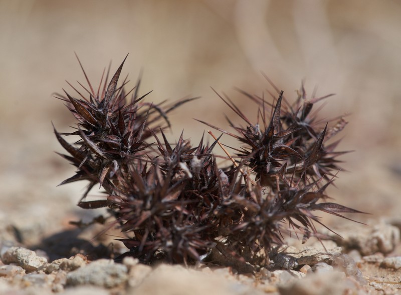 Devil's Spineflower photo 6