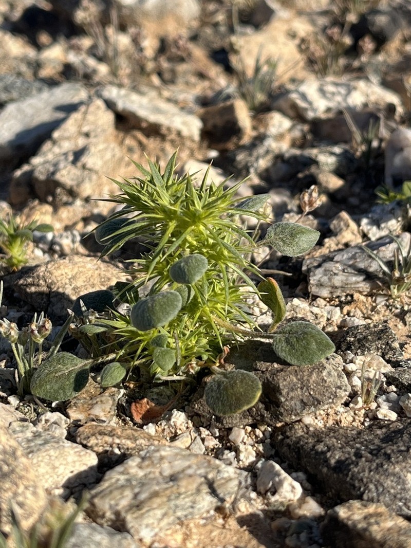 Devil's Spineflower photo 7