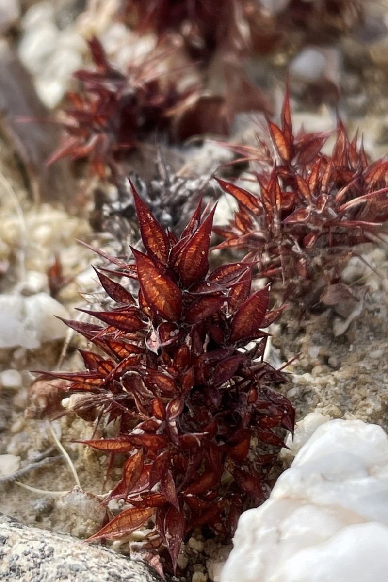 Devil's Spineflower photo 8