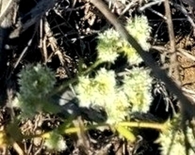Robust Spineflower
