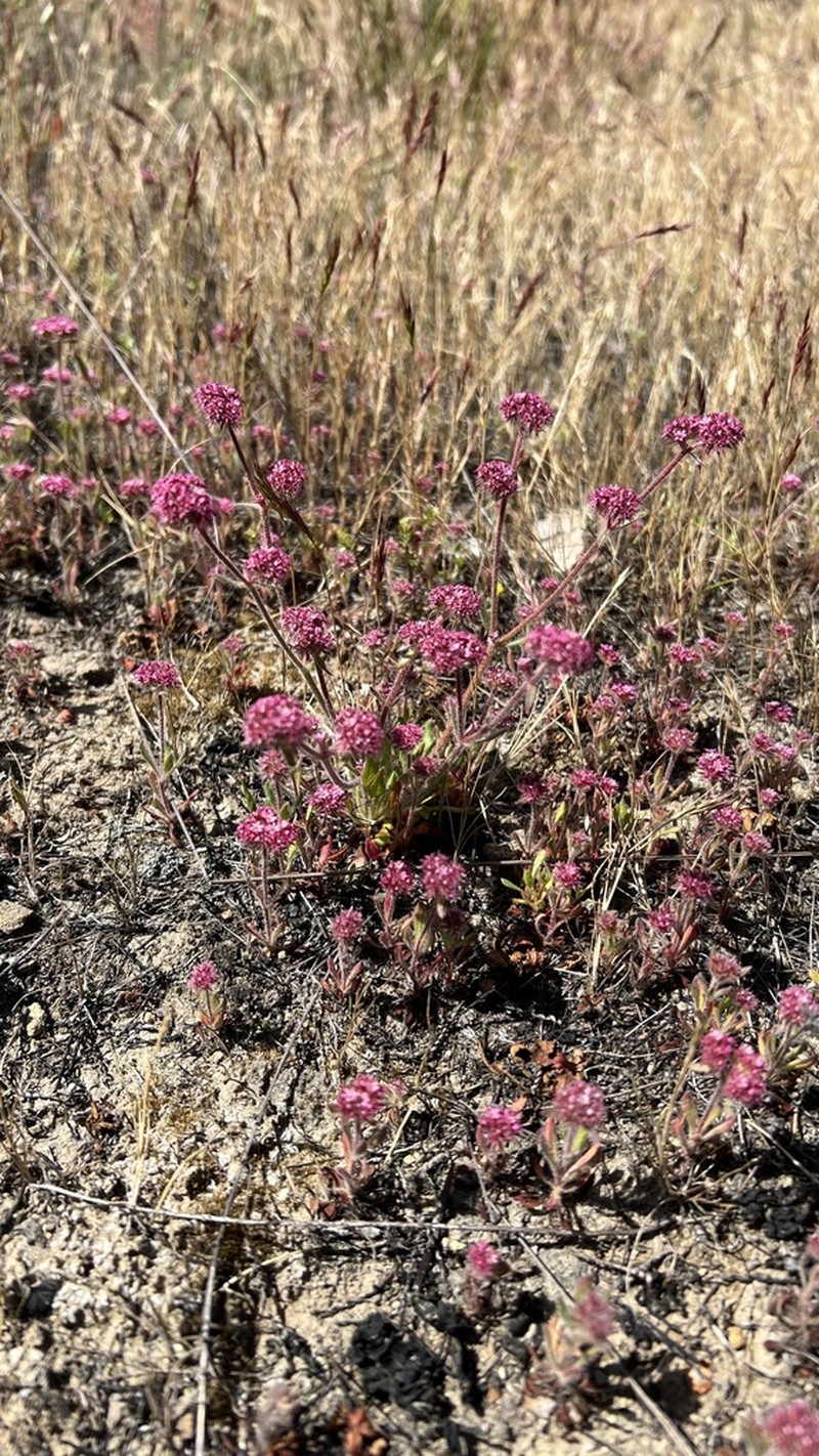Robust Spineflower photo 2