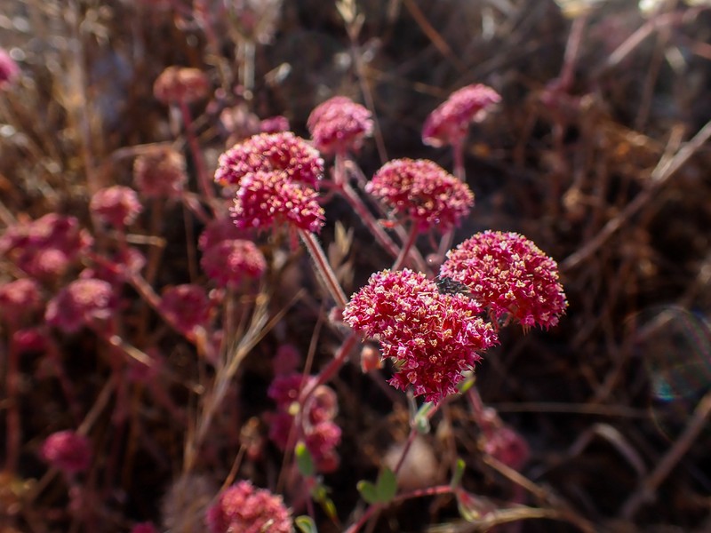 Robust Spineflower photo 3