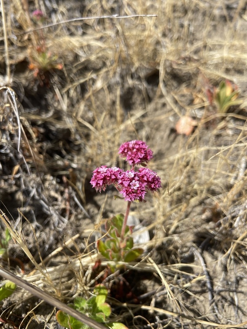 Robust Spineflower photo 6