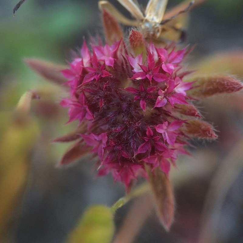 Robust Spineflower photo 8