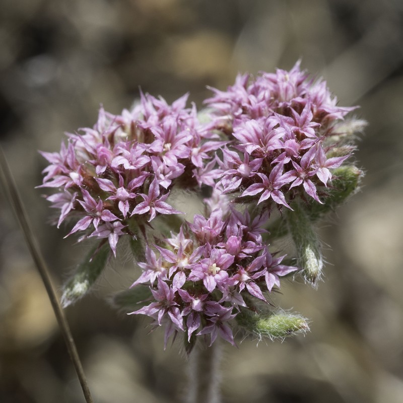 Chorizanthe robusta var. hartwegii