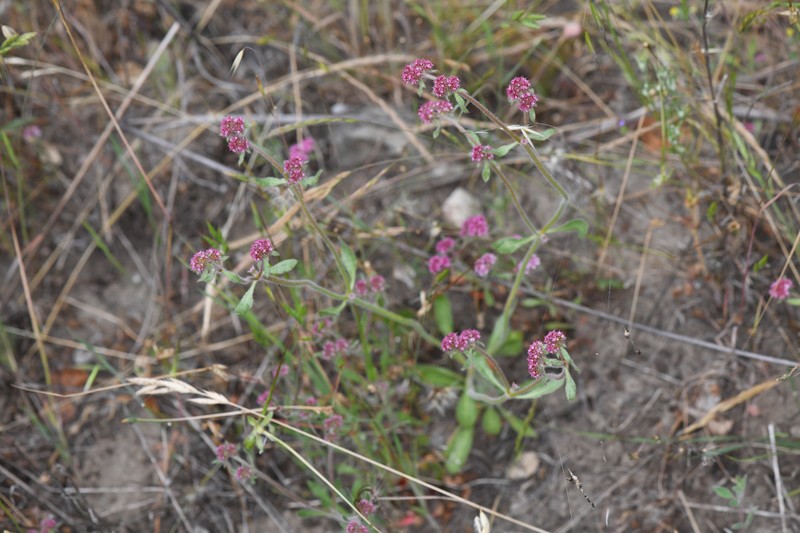 Chorizanthe robusta var. hartwegii photo 3