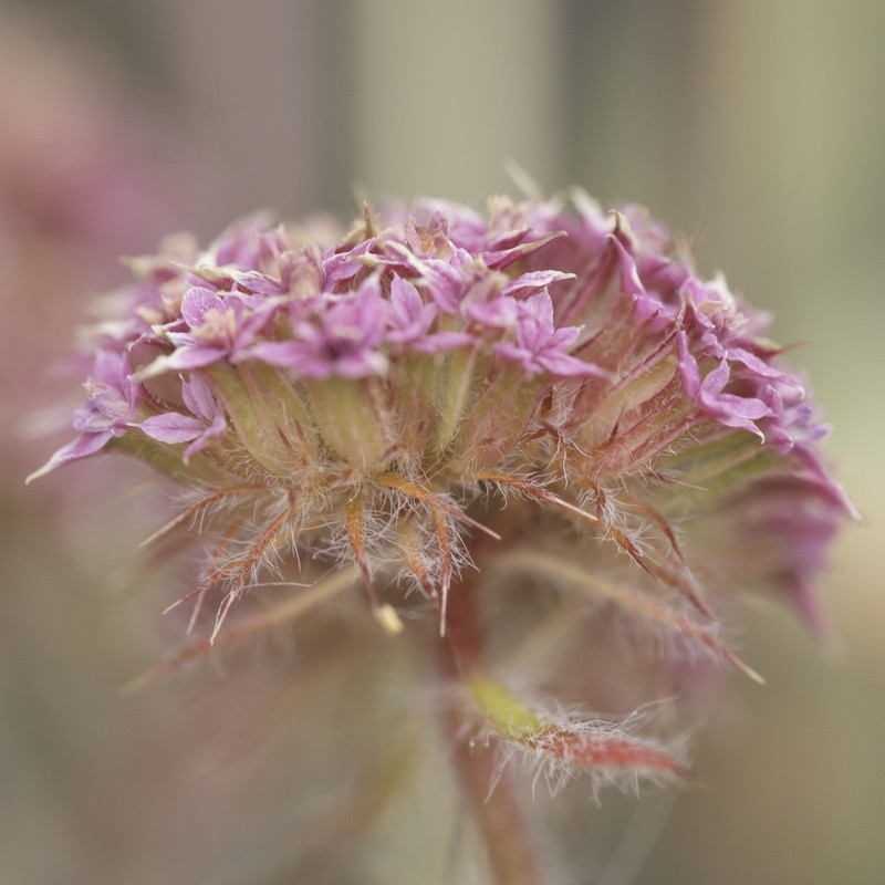 Chorizanthe robusta var. hartwegii photo 4