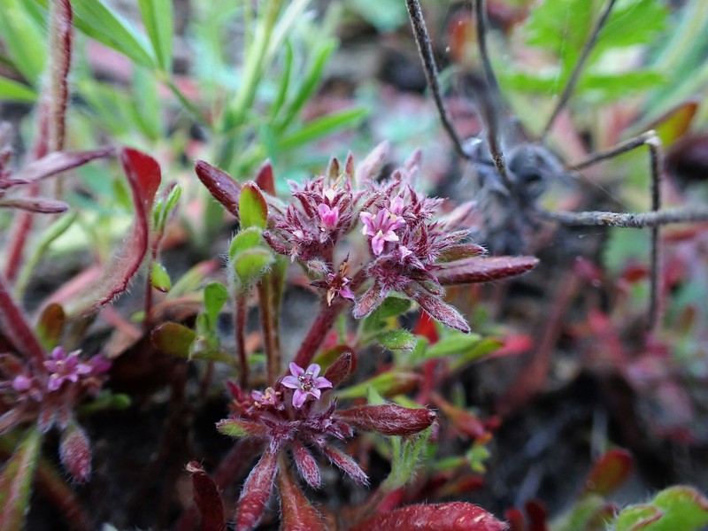 Chorizanthe robusta var. hartwegii photo 5