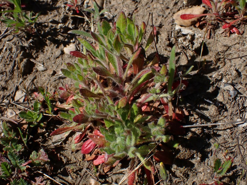 Chorizanthe robusta var. hartwegii photo 6