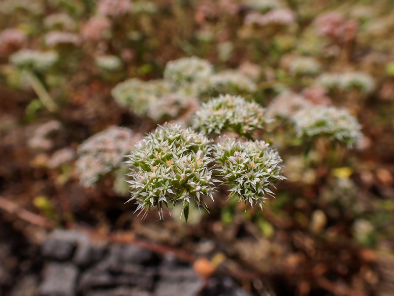 Chorizanthe robusta var. robusta photo 2