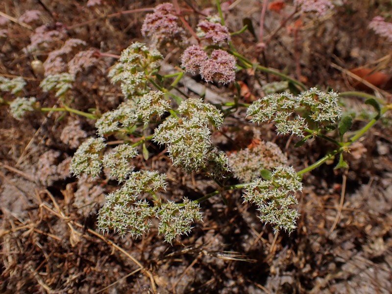 Chorizanthe robusta var. robusta photo 3