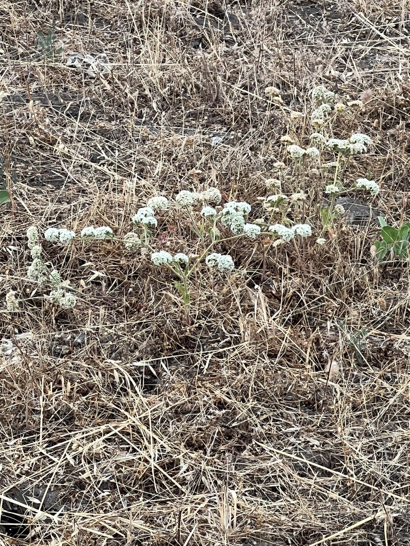 Chorizanthe robusta var. robusta photo 4