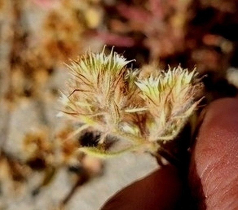 Chorizanthe robusta var. robusta photo 5