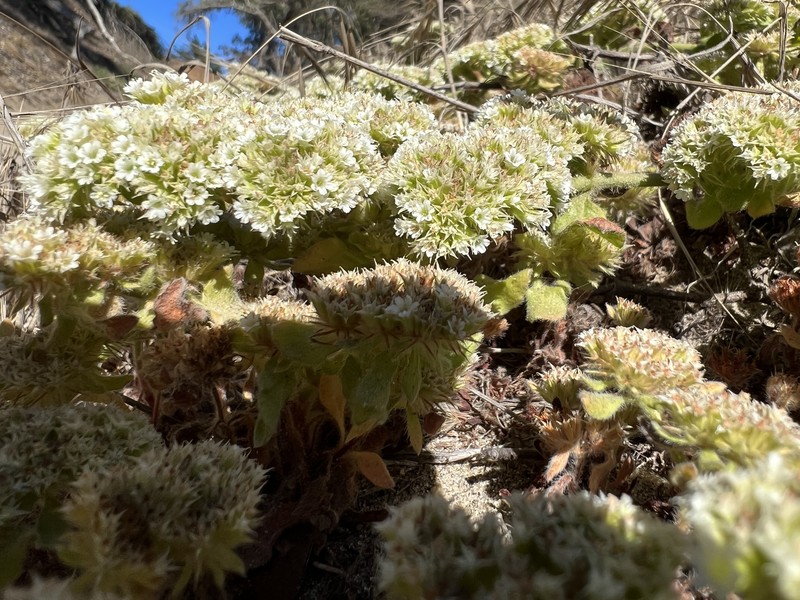 Chorizanthe robusta var. robusta photo 8