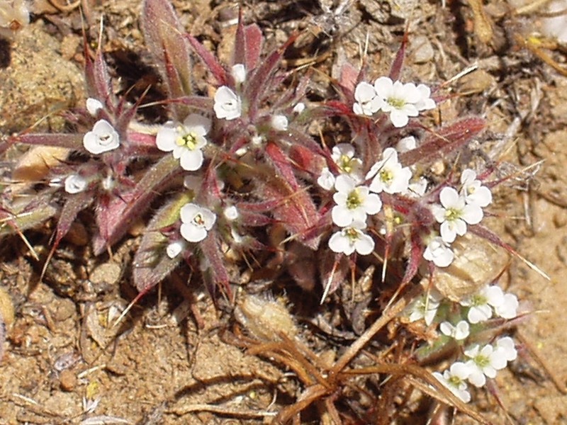 Mojave Spineflower