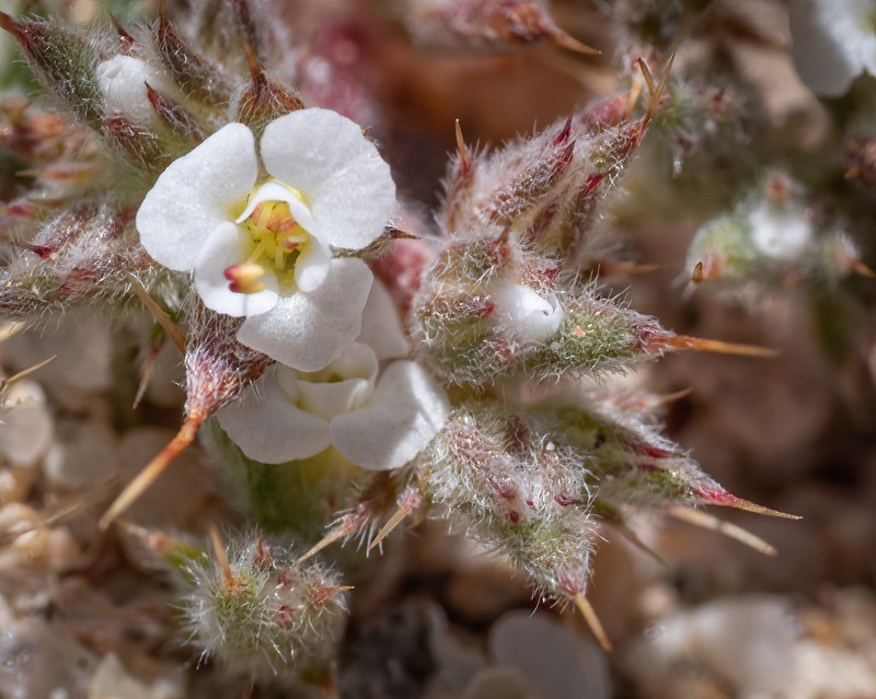 Mojave Spineflower photo 2